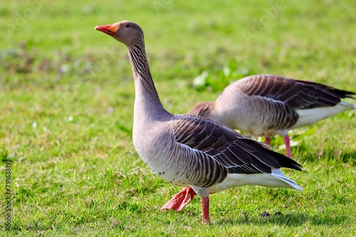 Wild geese in the green grass. Spring time.  © Travel Photos