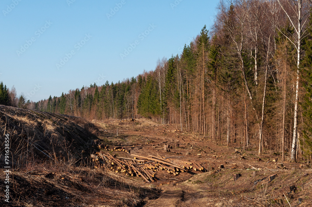Forest edge, pile of fallen logs, deforested area, dirt road, spring time Forest edge, pile of fallen logs, deforested area, dirt road, spring time