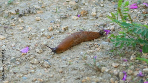 Spanish slug (Arion vulgaris) photo