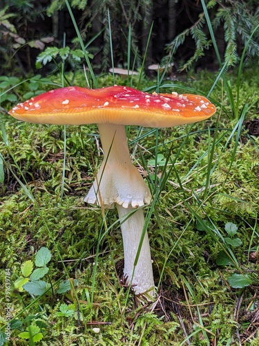 fly mushroom