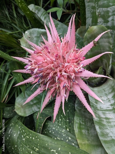 flower of a cactus