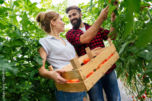 Successful farm family, couple engaged in growing of organic vegetables in hothouse, tomato photo