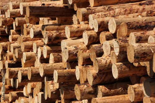 Abstract texture of stacked debarked tree trunks stored at a sawmill