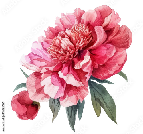 Watercolor vector illusrtation of a red peony flower head isolated om white background. Perfect for wedding invitations, cards, fabric photo