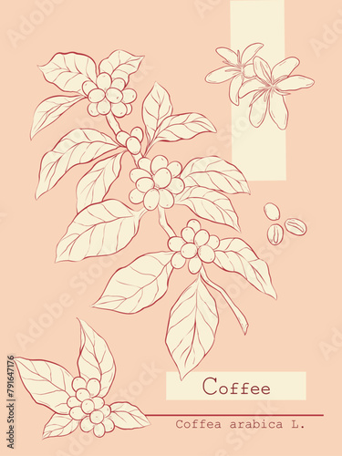 Coffea arabica