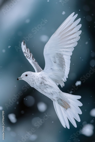 Close-up image of a Snow Petrel flying in a polar sky  showcasing its stark white plumage against a deep blue backdrop.
