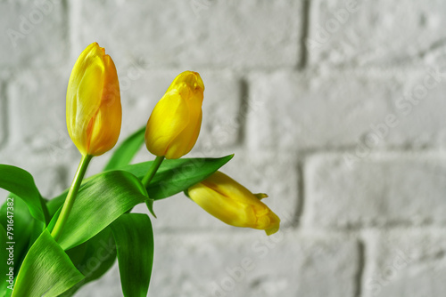 A bouquet of yellow tulips on a white brick wall background
