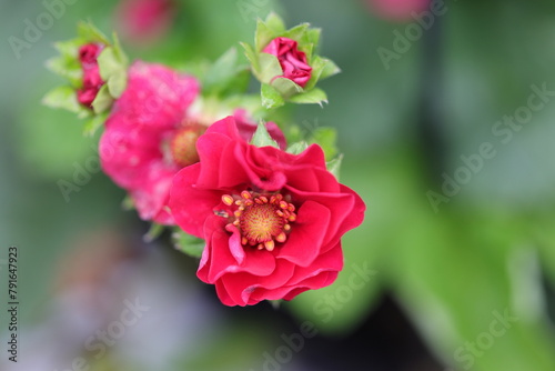 Belle fleur de fraise rouge détaillée