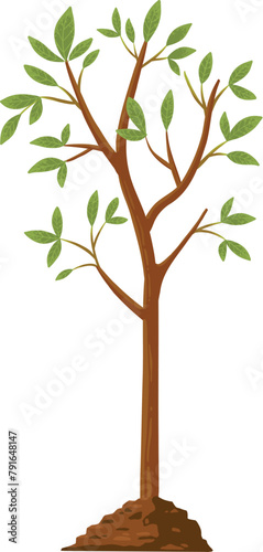 Tree grow. Plant growth from seed to sapling with green leaf. Stages of seedling and growing tree in soil. Gardening process vector concept. Eco, botanical cultivation, green foliage