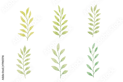 Watercolor leaves illustration set - green leaf branches collection for wedding, greetings, stationary, wallpapers, fashion, background. olive, green leaves, Eucalyptus etc