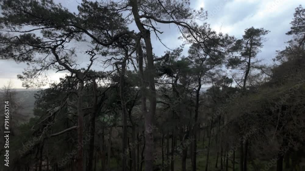 Pine woodland at The Roaches in the Peak District National Park Pine woodland at The Roaches in the Peak District National Park