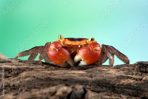 Male red apple crab or chameleon crab closeup on wood, Red apple on isolated background