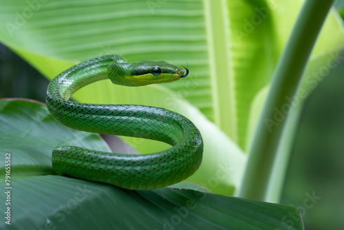 Gonyosoma snake on green leaves, Head of Gonyosoma snake, Green gonyosoma snake looking around "Gonyosoma oxycephalum" on leaves
