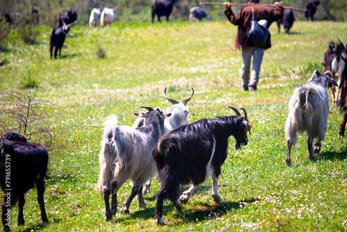 Herd of goats walking or grazing in green meadows. Small ruminant. Farm life idea concept. Goats in the field. Horizontal photo. Outdoor. Shepherd. Animal. Rural. 