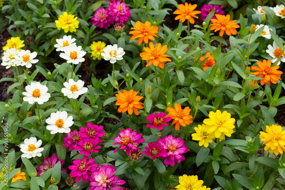 Zinnia flower in the garden