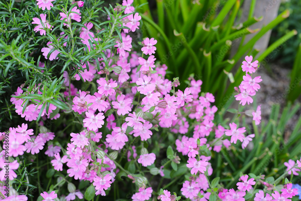 Silene pendula pink flower in the garden Silene pendula pink flower in the garden