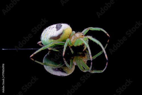 Araneus mitificus spider on blacxk background, Commonly known as the kidney garden spider or pale orb weaver on isolated background photo