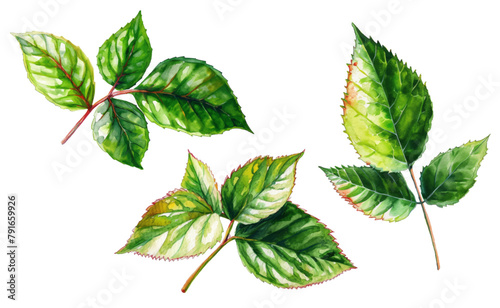 Watercolor leaves. collection of different leaves  rose  linden  blackberry  eucalyptus  hazelnut  almond  peach and other. Green floral elements isolated. Botanical illustration