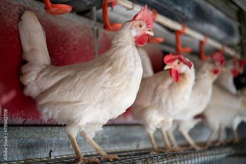 Chickens perched in a row at a farm