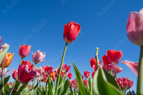 Tulips looking up toward a blue spring sky