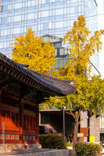 the autumn colors of  yellow ginkgo tree beside road and glass office building in Seoul city,  South Korea
