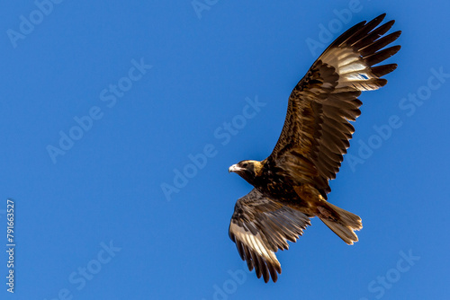 Australian Eagle (Aquila audax - Wedge-tailed Eagle) in flight against a blue sky photo