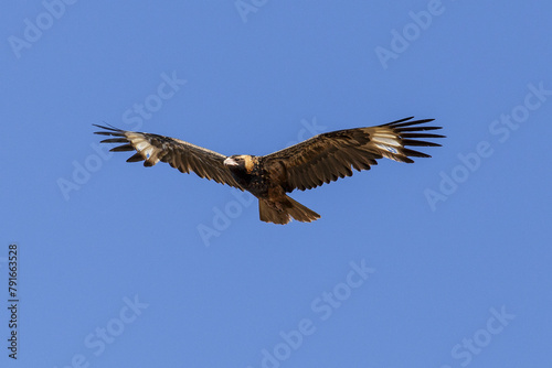 Australian Eagle (Aquila audax - Wedge-tailed Eagle) in flight against a blue sky