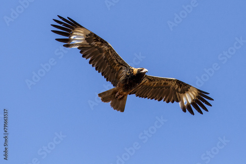 Australian Eagle (Aquila audax - Wedge-tailed Eagle) in flight against a blue sky
