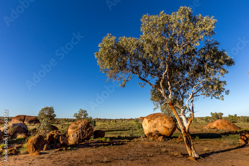 Tree standing out against the sky at the end of the day in Karlu Karlu, Australia photo