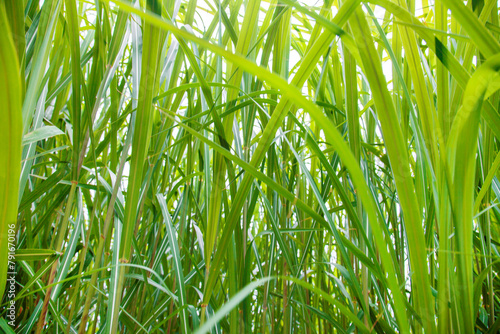 Gras, close up