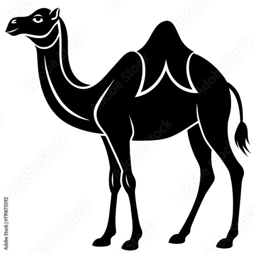 camel in desert