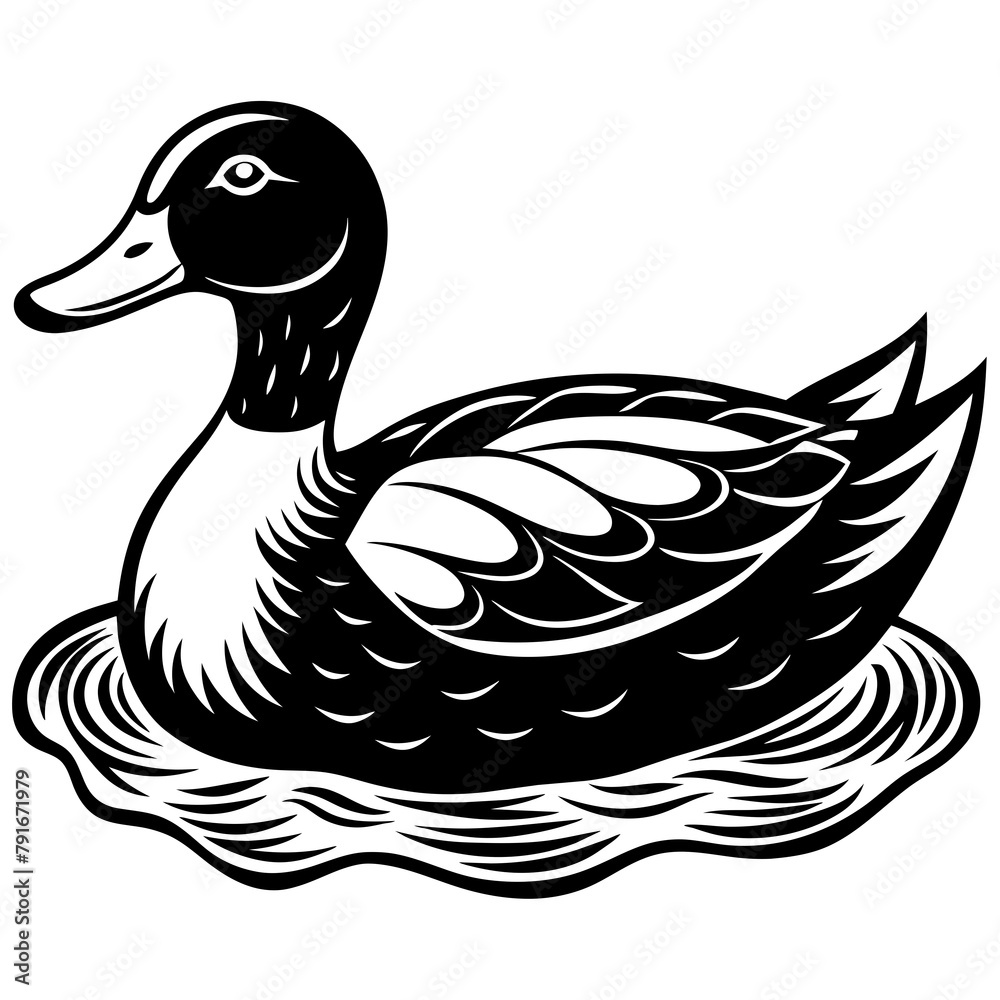 duck on white background
