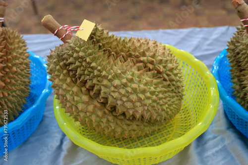 Durian fruit cut. The harvested durians are cut and put in the pink and yellow
