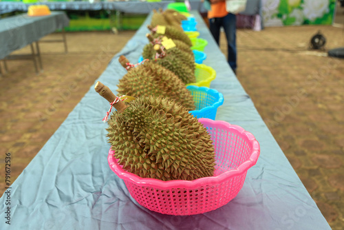 Durian fruit cut. The harvested durians are cut and put in the pink and yellow