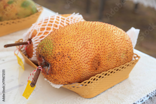 Artocarpus integer, commonly known as chempedak or cempedak, is a species of tree in the family Moraceae, in the same genus as breadfruit and jackfruit 