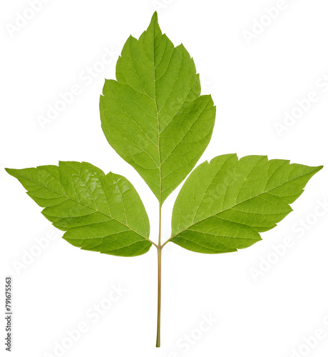 Green leaves of Acer maple, or American maple, on an isolated background