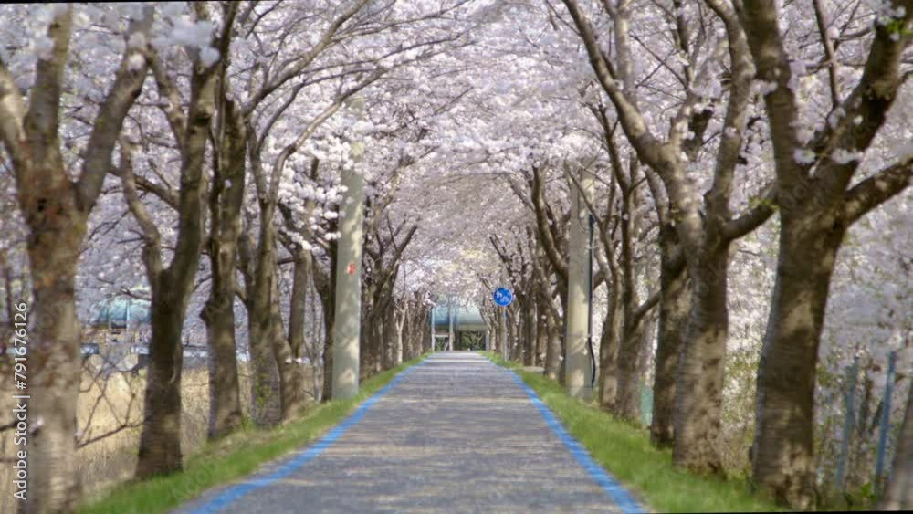 Sakura, Cherry blossom slow motion in spring
LS street3 Sakura, Cherry blossom slow motion in spring
LS street3