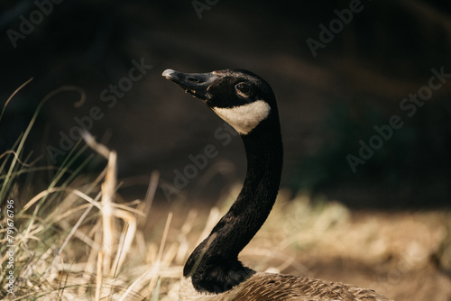 Closeup shot of a Canadian goose extending its neck © Wirestock