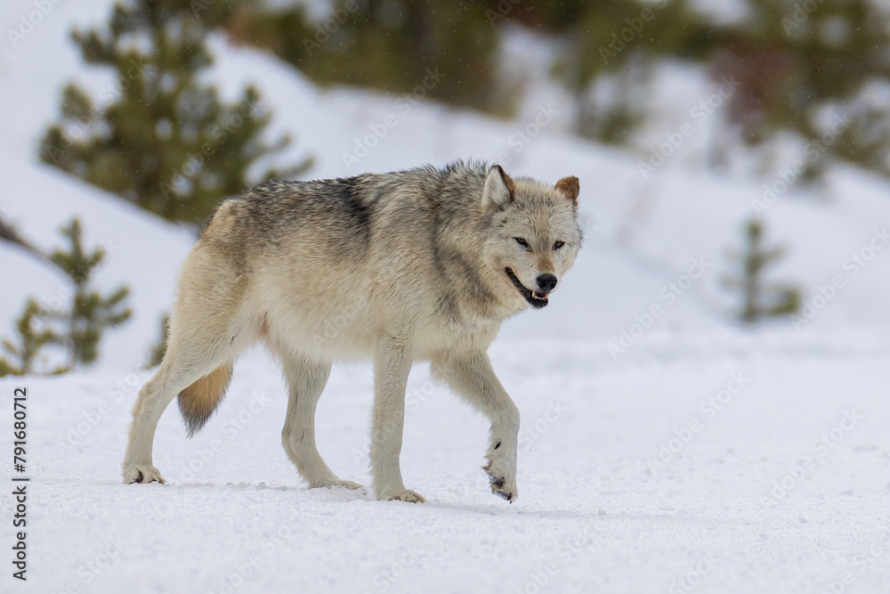 Gray Wolf in snow taken in Yellowstone NP Gray Wolf in snow taken in Yellowstone NP