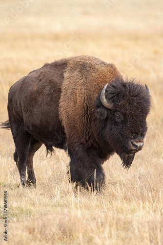 Bison male, bull taken in Yellowston e NP photo