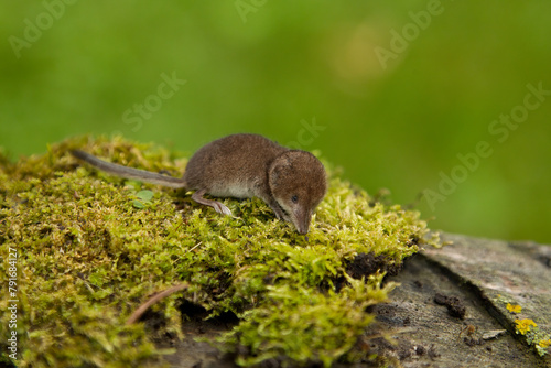 Masked Shrew taken in southern MN