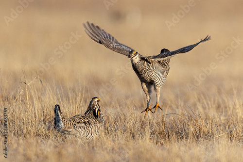 Greater Prairie Chicken males sparring on lek, taken in northern MN