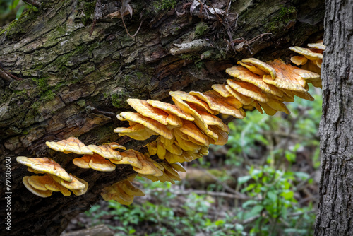 Mushroom Laetiporus sulphureus commonly known as Chicken of woods photo