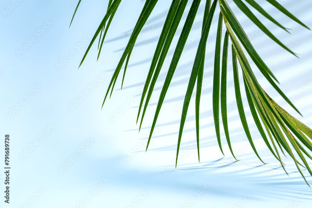 custom made wallpaper toronto digitalTropical palm leaf against a clear blue sky