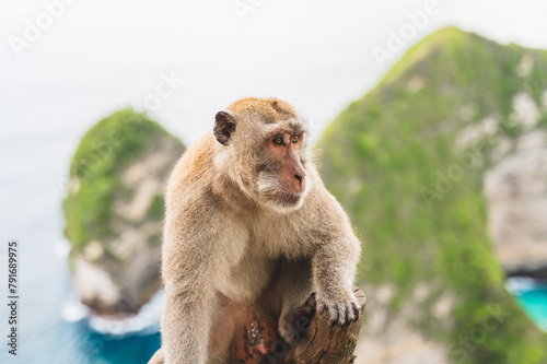 Pensive monkey overlooking the sea in Nusa Penida, Bali photo
