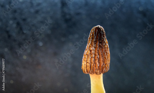 Morel Mushroom. Morchella esculenta. Valuable, edible fungi