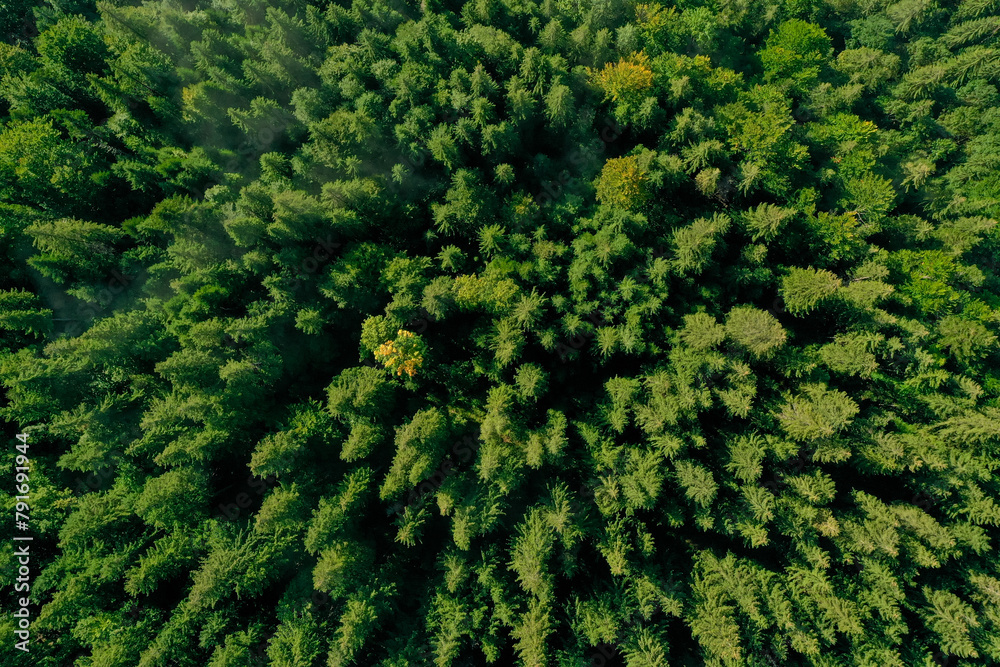 Aerial view of beautiful landscape with forest on autumn day Aerial view of beautiful landscape with forest on autumn day