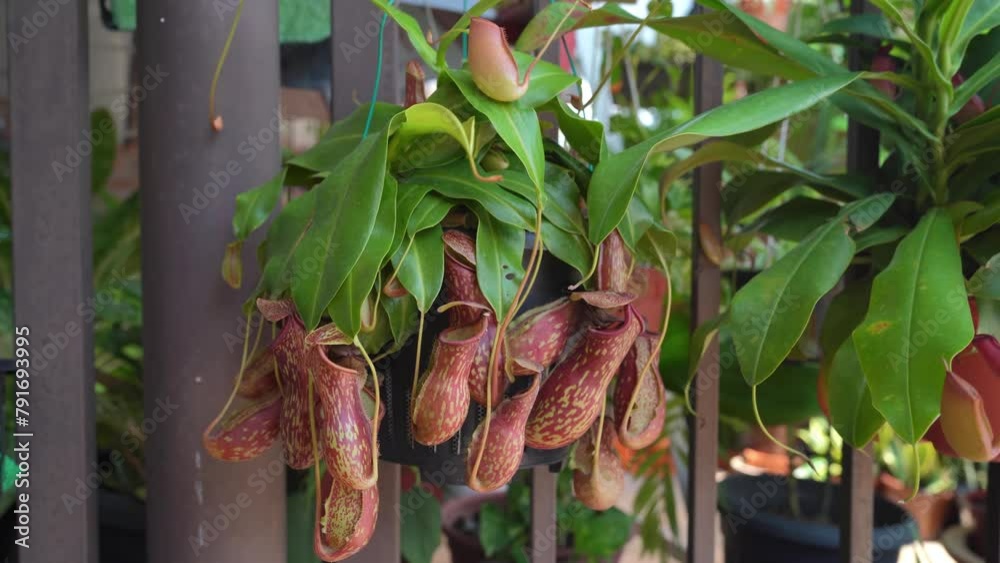 Close-up view of the Nepenthes Gaya. It is a beautiful tropical pitcher plant variety