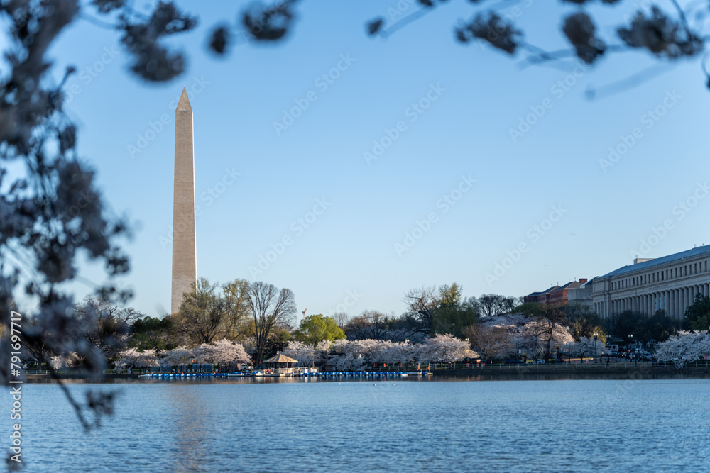 Obraz premium Washington Monument during peak cherry blossom season at the Tidal Basin in DC