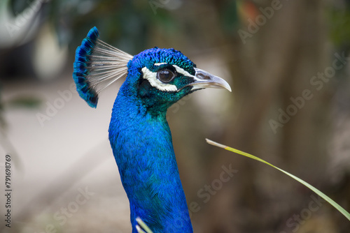 Peacock or Indian Peafowl, bird photograph